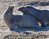 Elephant Seals mating at Ano Neuvo, California