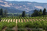 Napa Valley Vineyards - California