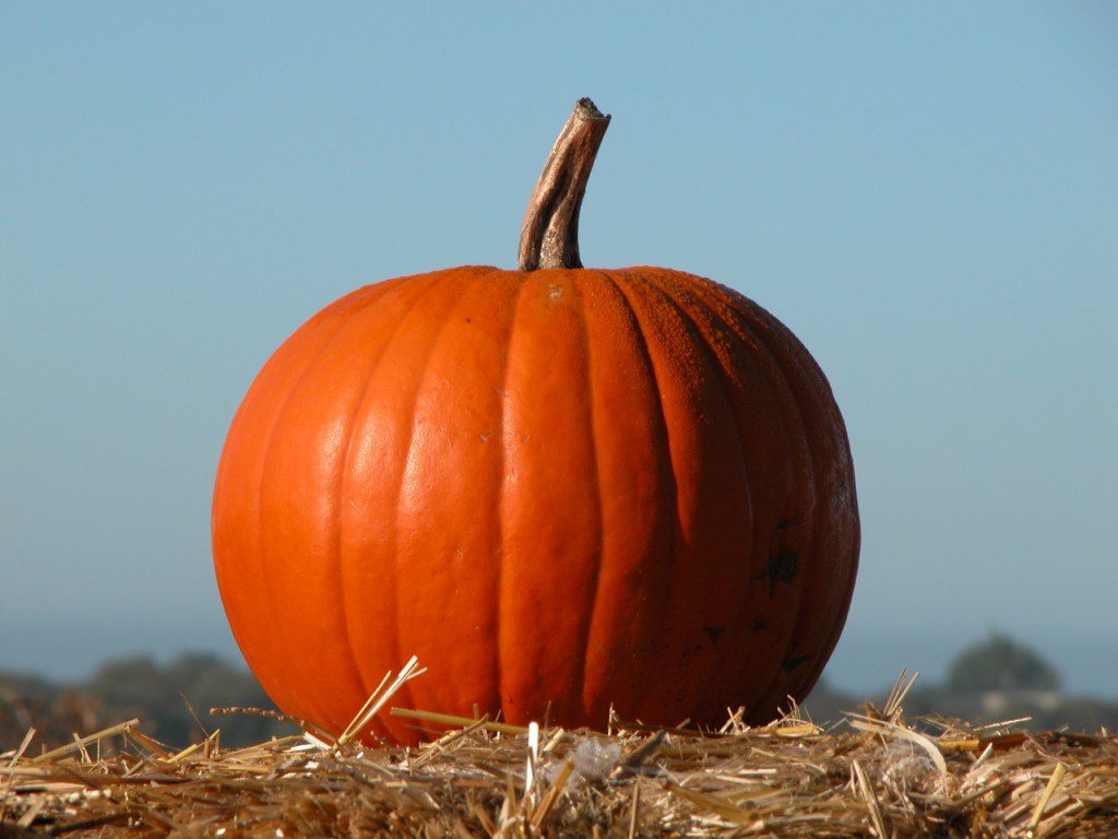Fall Events include Halloween Pumpkins