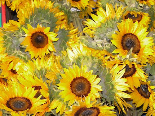 Sunflowers © LoveToEatAndTravel.com