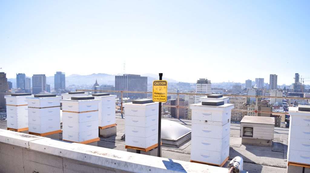 Rooftop Bee Sanctuary at the Clift Hotel, San Francisco - photo credit: CLIFT Hotel