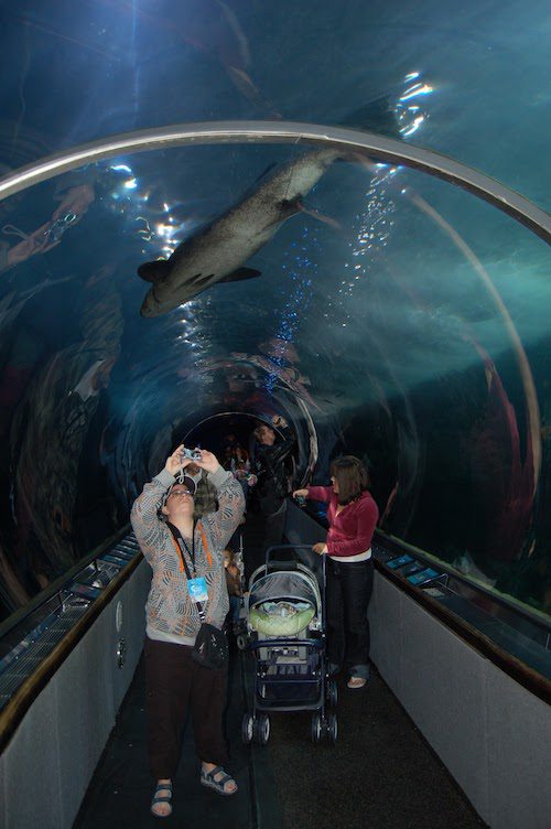 Sharks swim overhead the clear tunnels at Aquarium of the Bay, San Francisco - photo © LoveToEatAndTravel.com