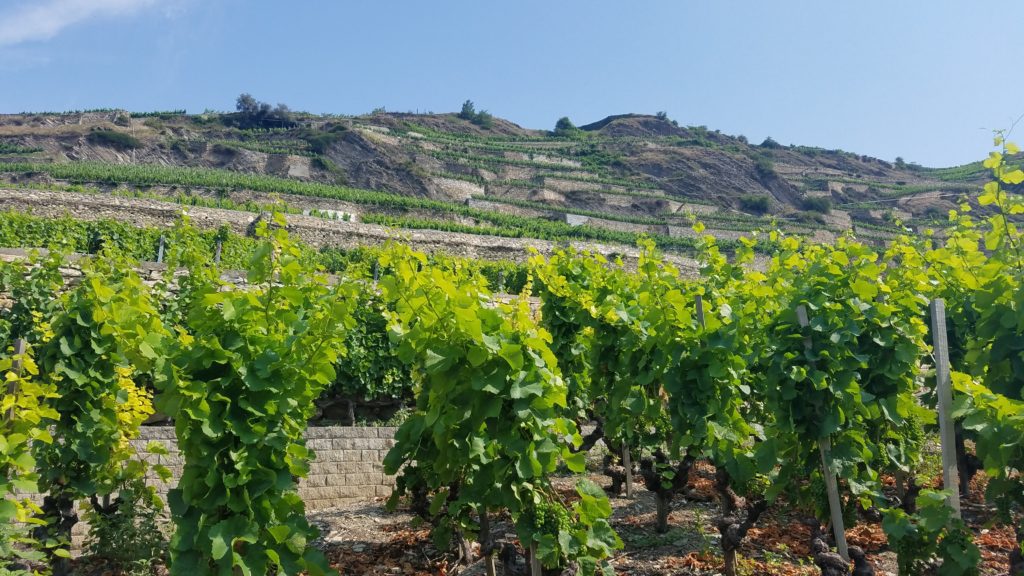 Sion Domaine du Mont d'Or vineyards with steep terraces - Credit: Deborah Grossman