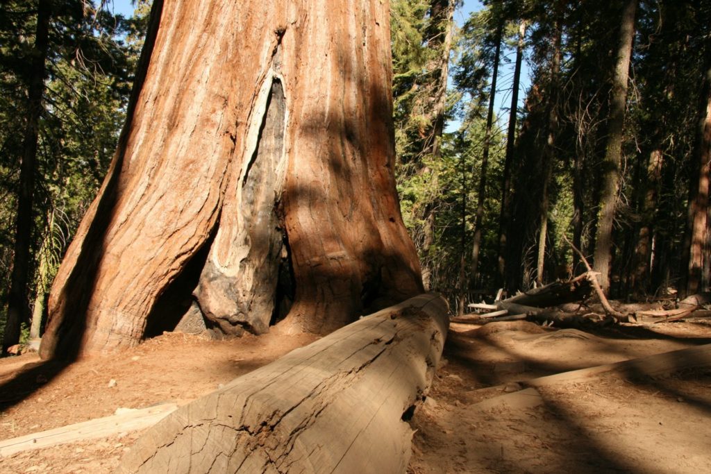 Muir Woods giant redwood trees