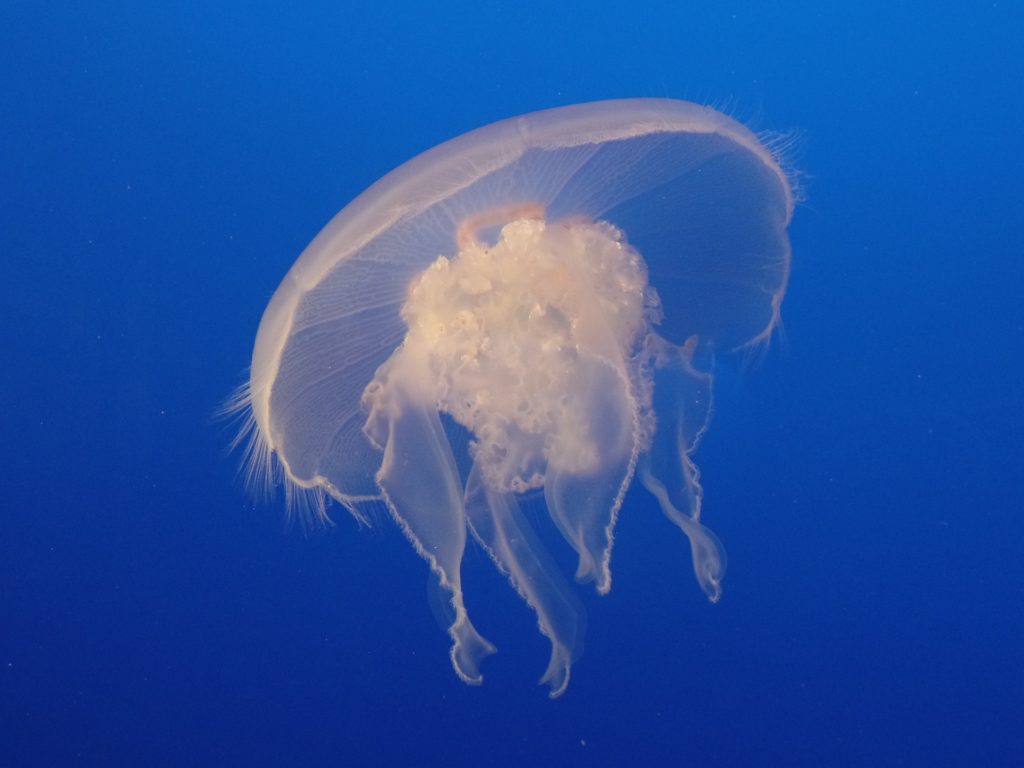 Jellyfish at Aquarium of the Bay, Pier 39, SF