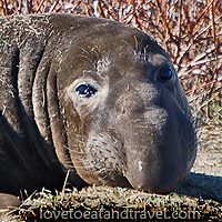 Elephant Seal at Ano Neuvo, California