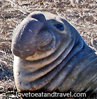 Elephant Seal at Ano Neuvo, California