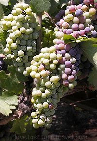 Napa Valley Vineyards - California