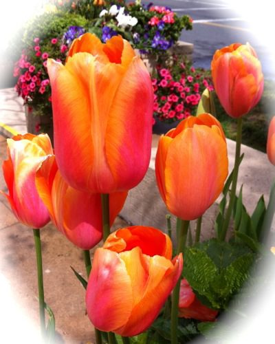 Tulips for a special occasion