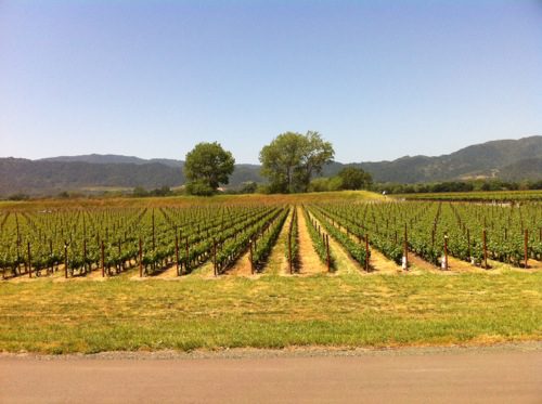 Silver Oak Cellars vineyard in Napa Valley - © LoveToEatAndTravel.com