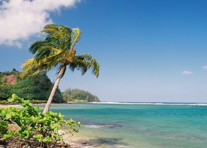 Hawaii Beach and Palm Tree - Photo Credit iStock