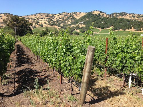 Napa Valley vineyard, Napa Valley Wine Country, CA – © LoveToEatAndTravel.com