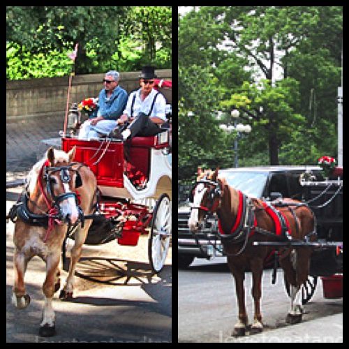 Central Park Horse & Carriage Rides, NYC– © LoveToEatAndTravel.com