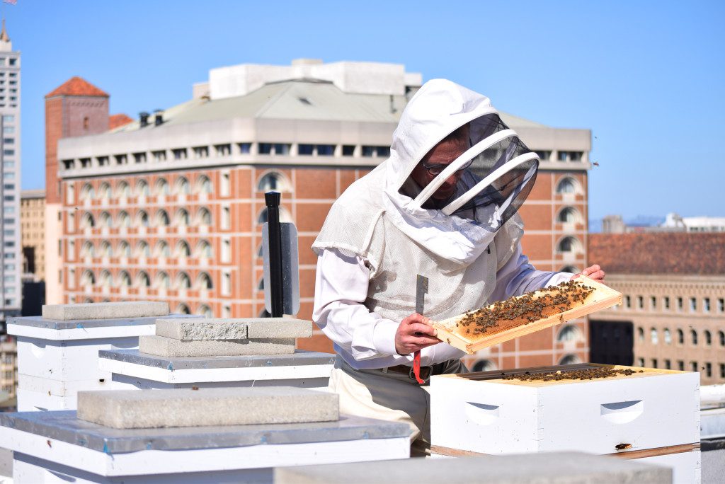 Bee keeper at Rooftop Bee Sanctuary atop the Clift Hotel, San Francisco - photo credit: CLIFT Hotel