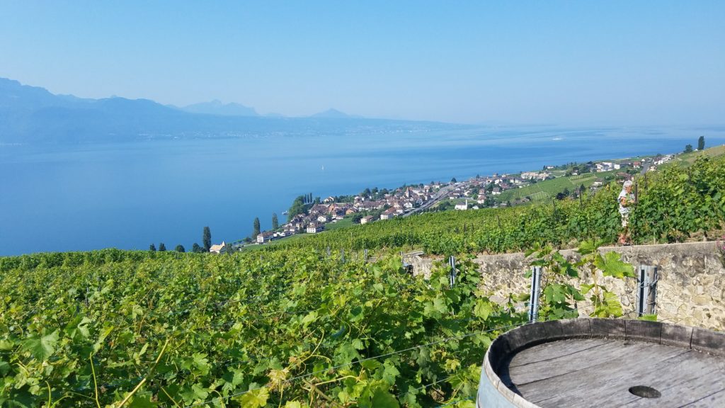 Lavaux tending the vineyards with Lake Geneva and the Alps in background. Credit-Deborah Grossman