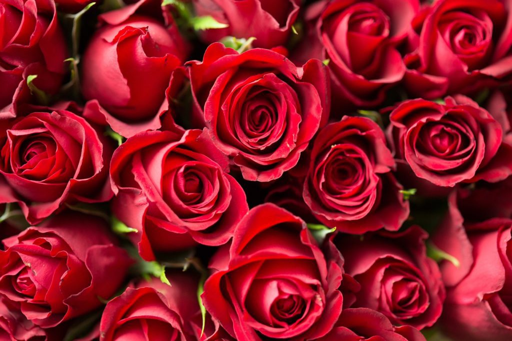 Red Roses for Valentine's Day