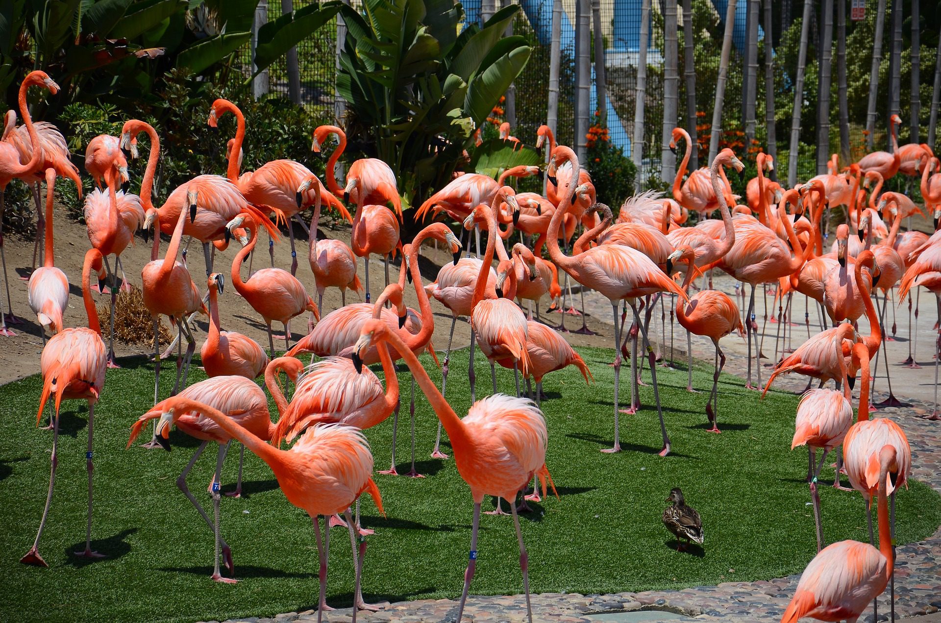 San Diego Zoo CA Flamingos
