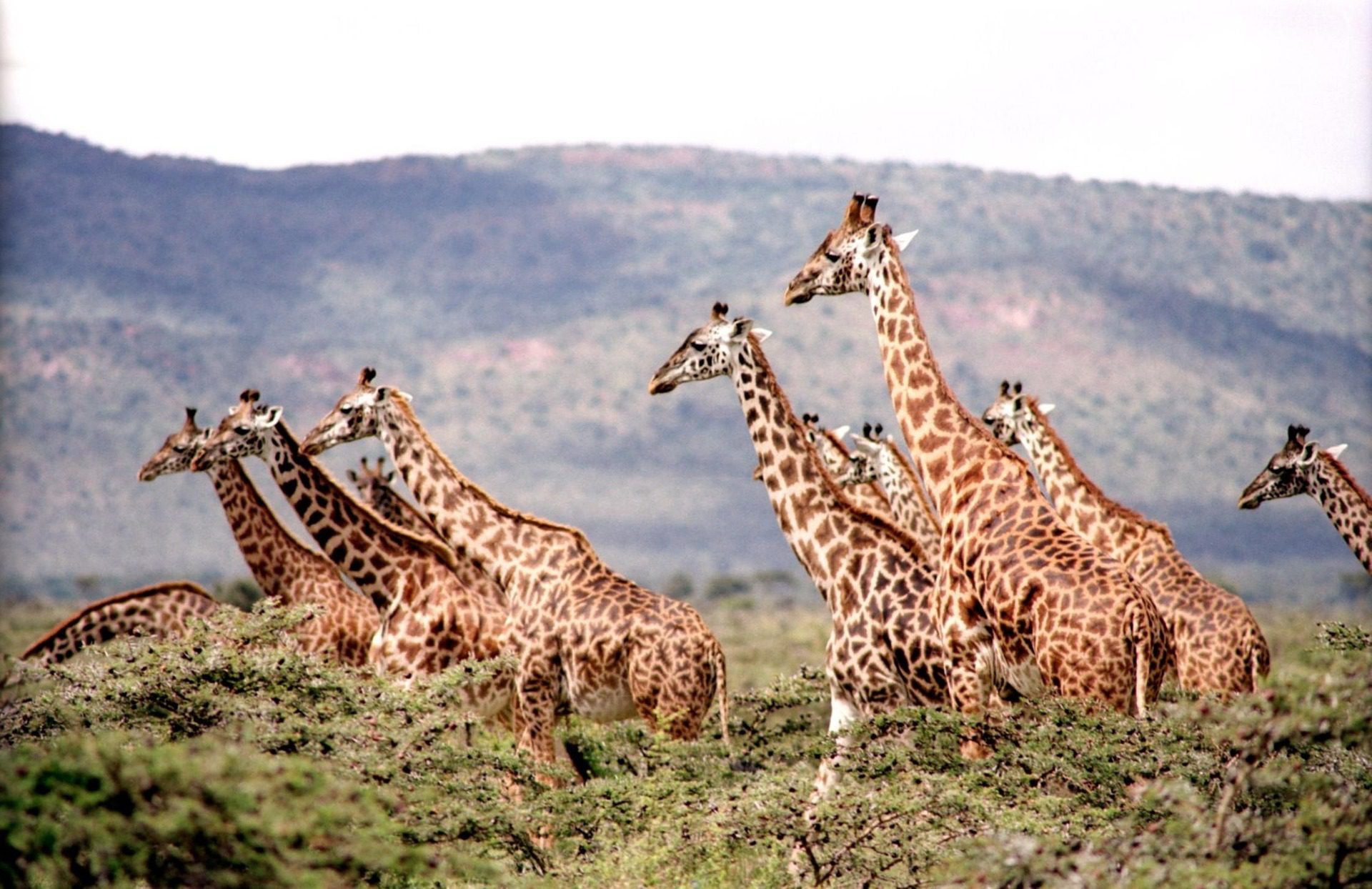 Giraffes, African Safari, Africa