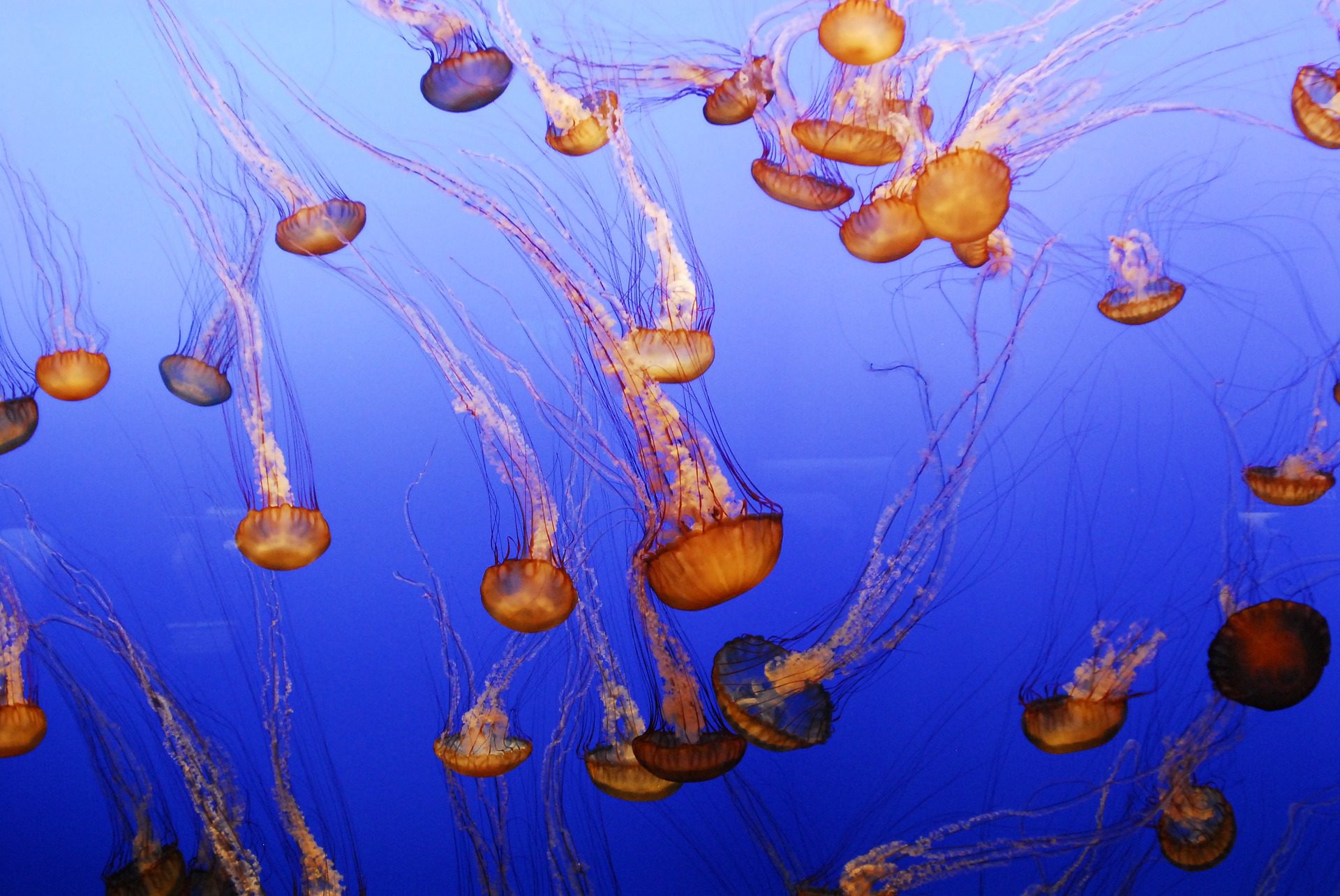 Jellyfish at Monterey Bay Aquarium, Monterey, California