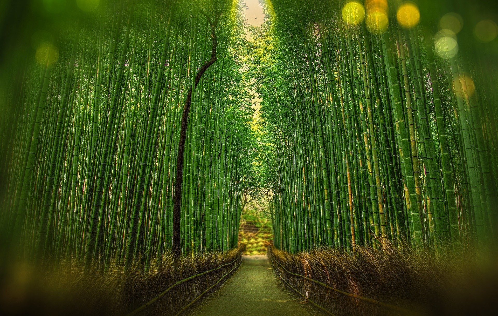 Bamboo Forest, Kyoto, Japan