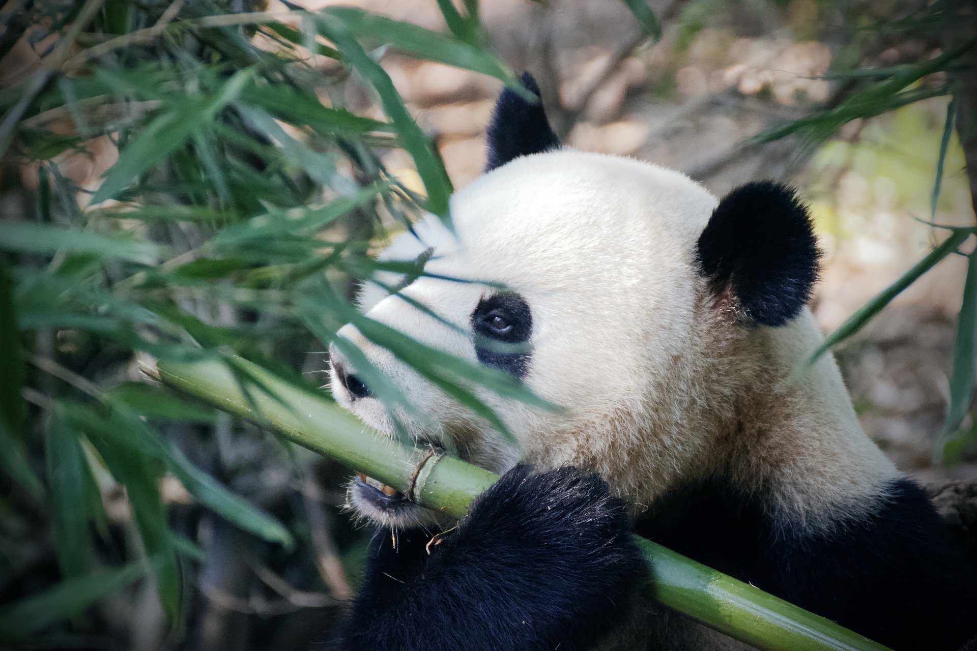 Panda bear in Beijing, China