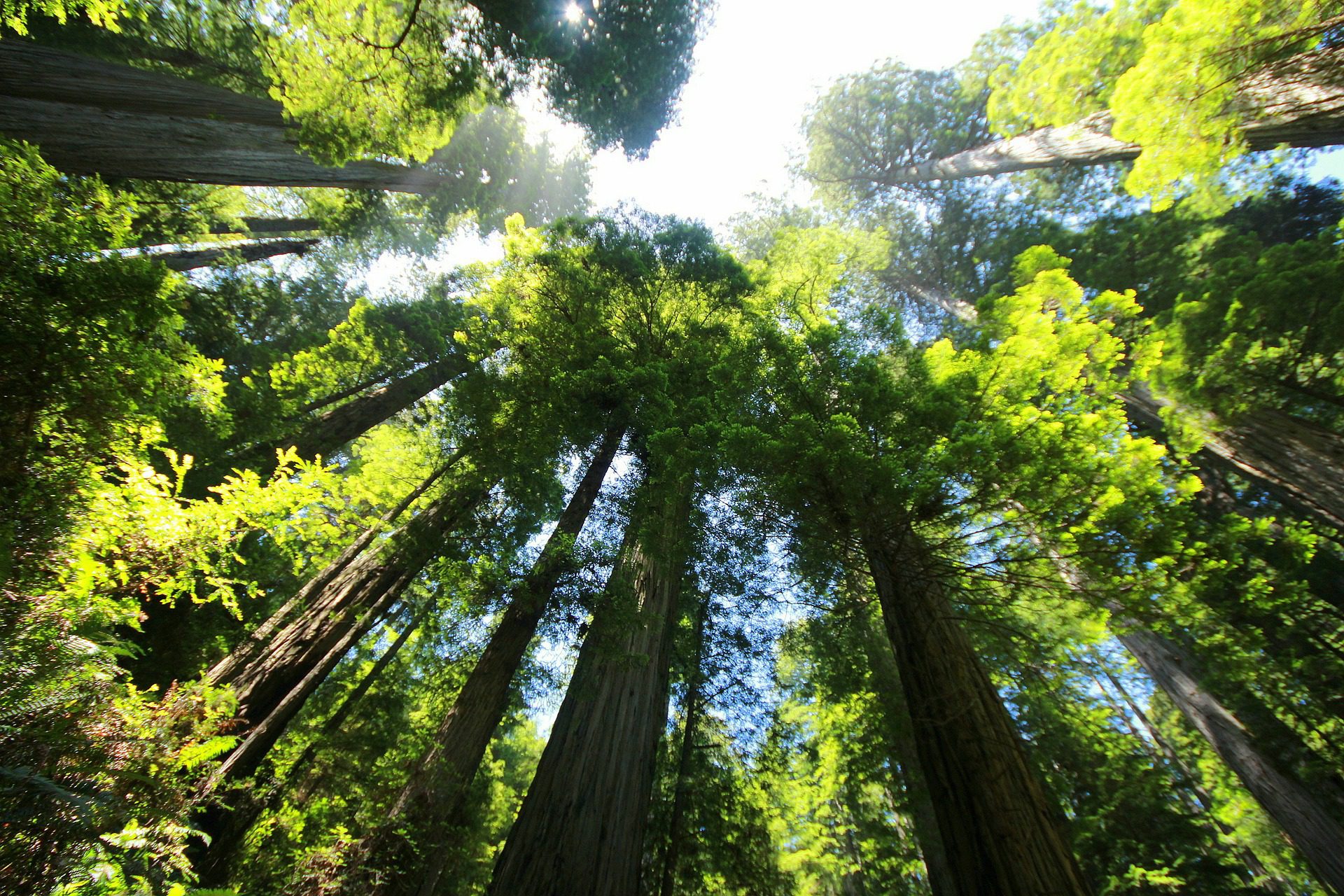 Giant Redwood Sequoia Trees, Muir Woods, Marin County, California