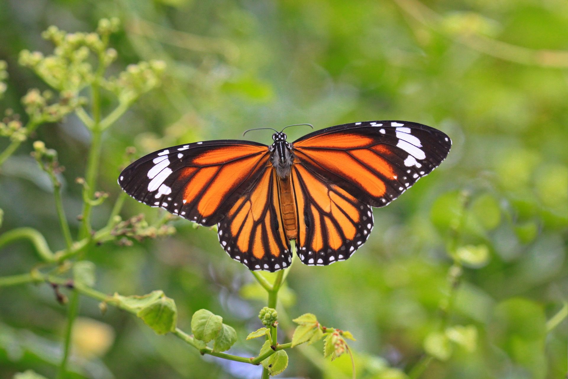Monarch Butterfly, Pacific Grove, Monterey