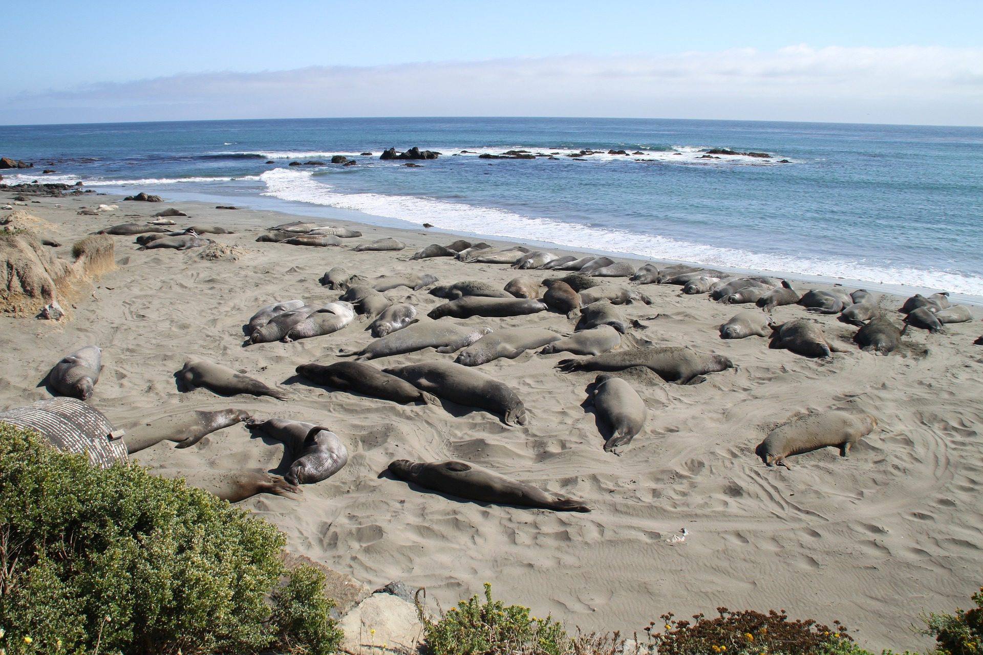 Elephant Seals, Central Coast of California