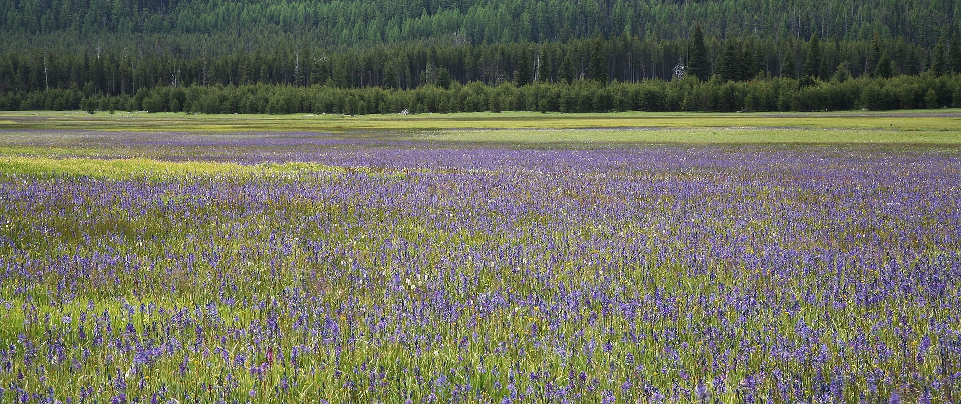 Lavender Fields, Ashland, Oregon