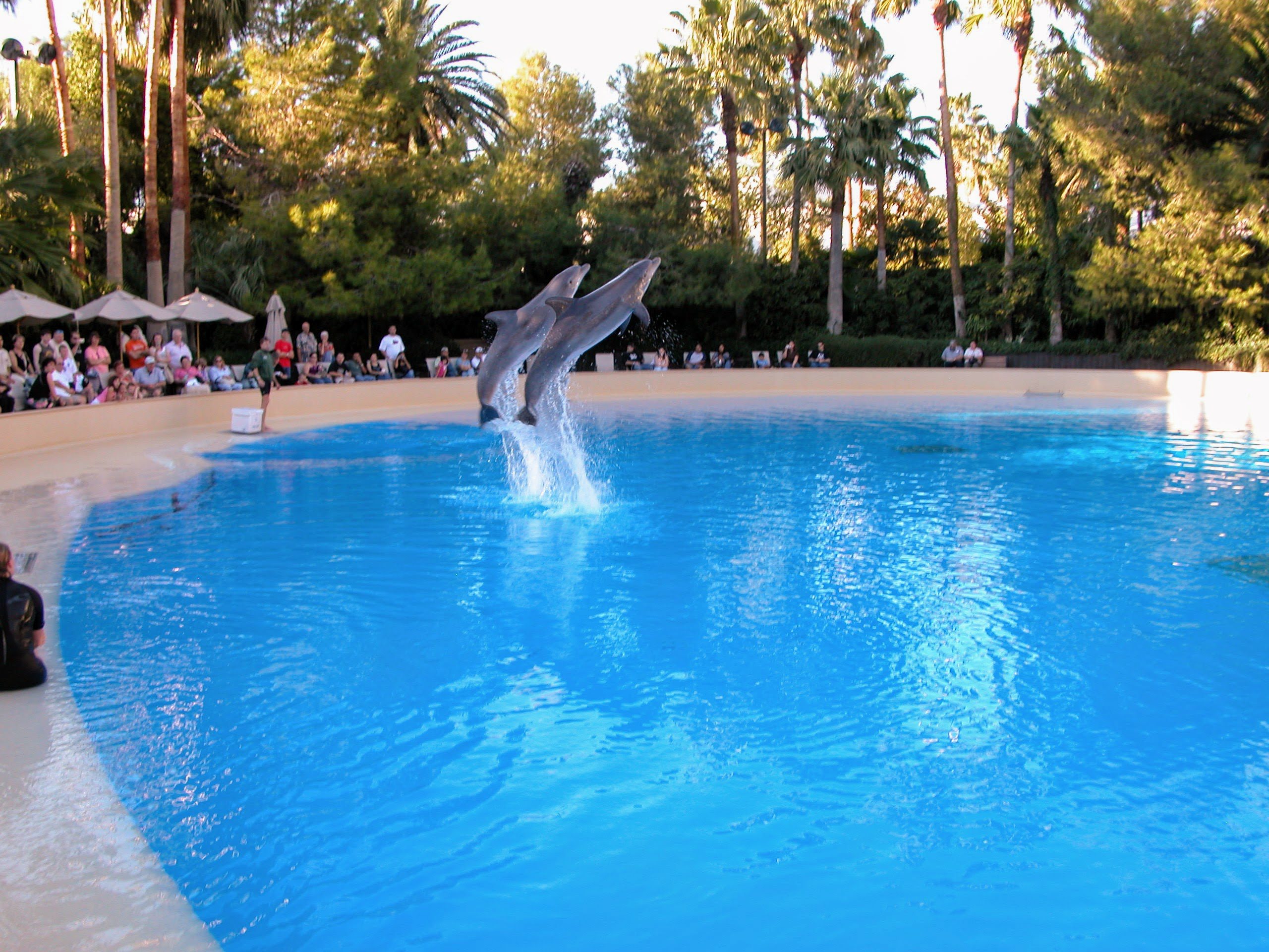 Dolphin Habitat at The Mirage, Las Vegas