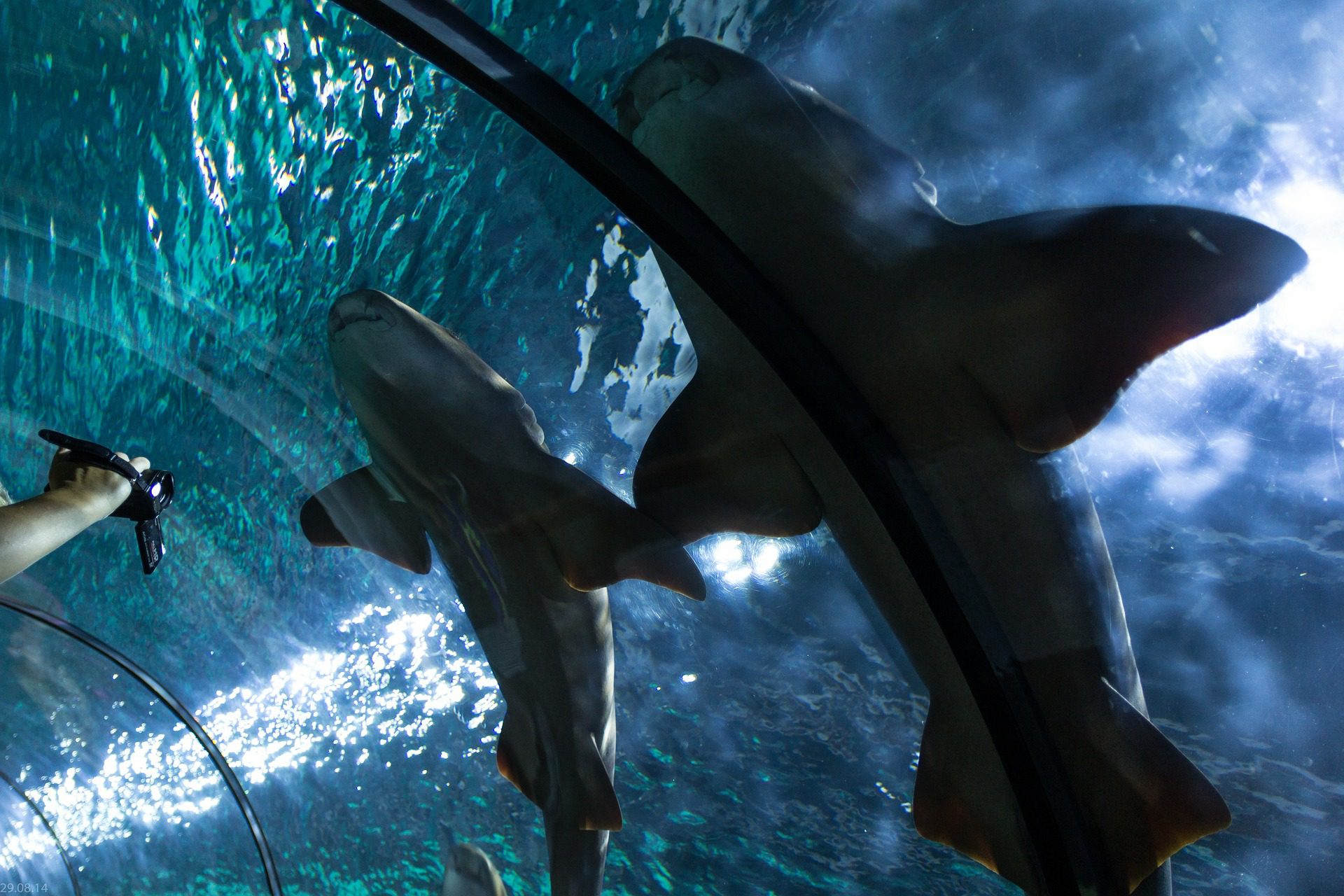 Shark Reef Aquarium at Mandalay Bay, Las Vegas