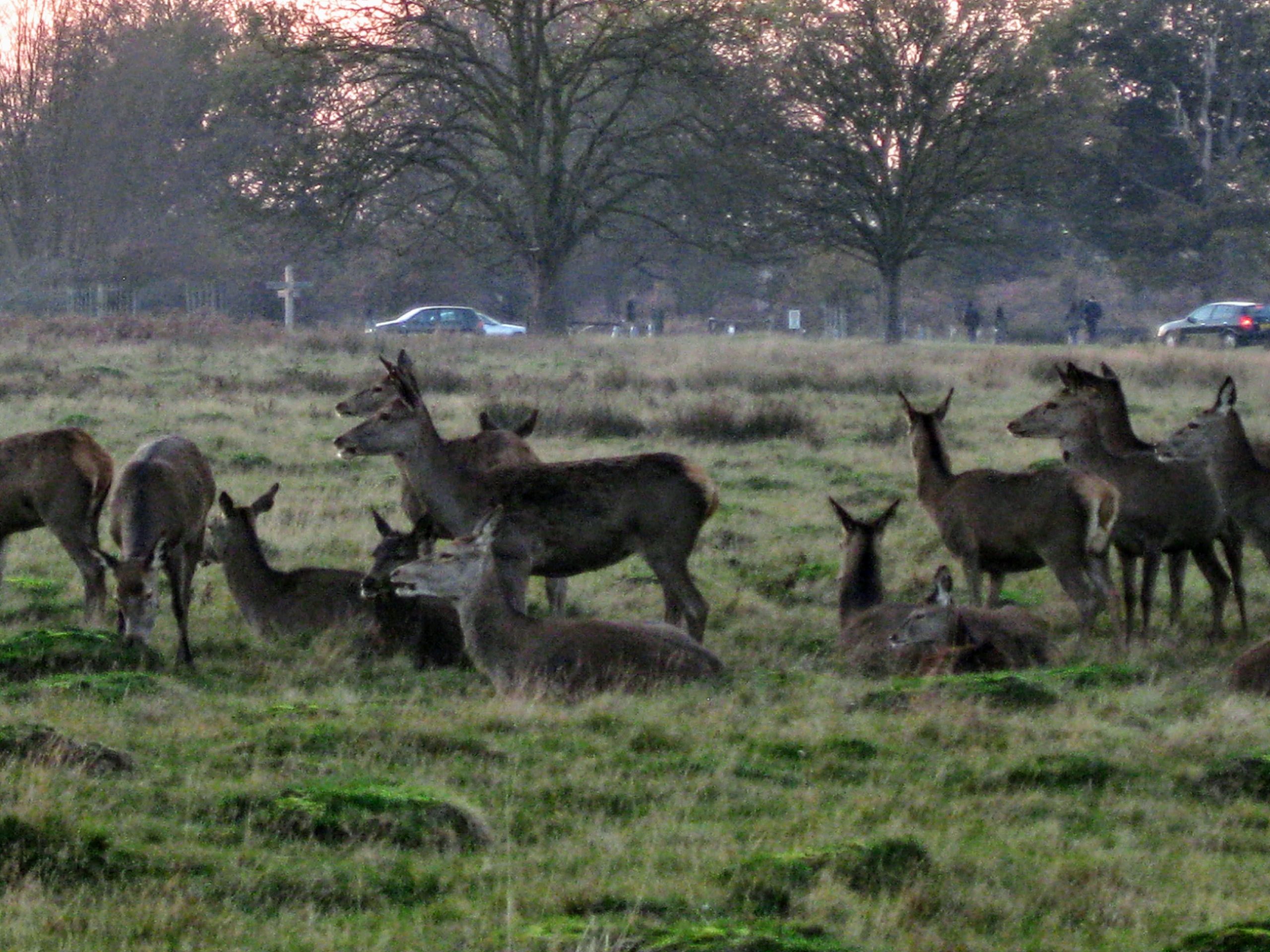 Deer at Isabella Plantation in Richmond Park, London