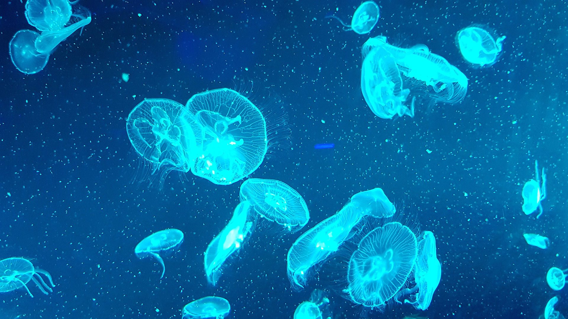 Jellyfish at London Aquarium, London