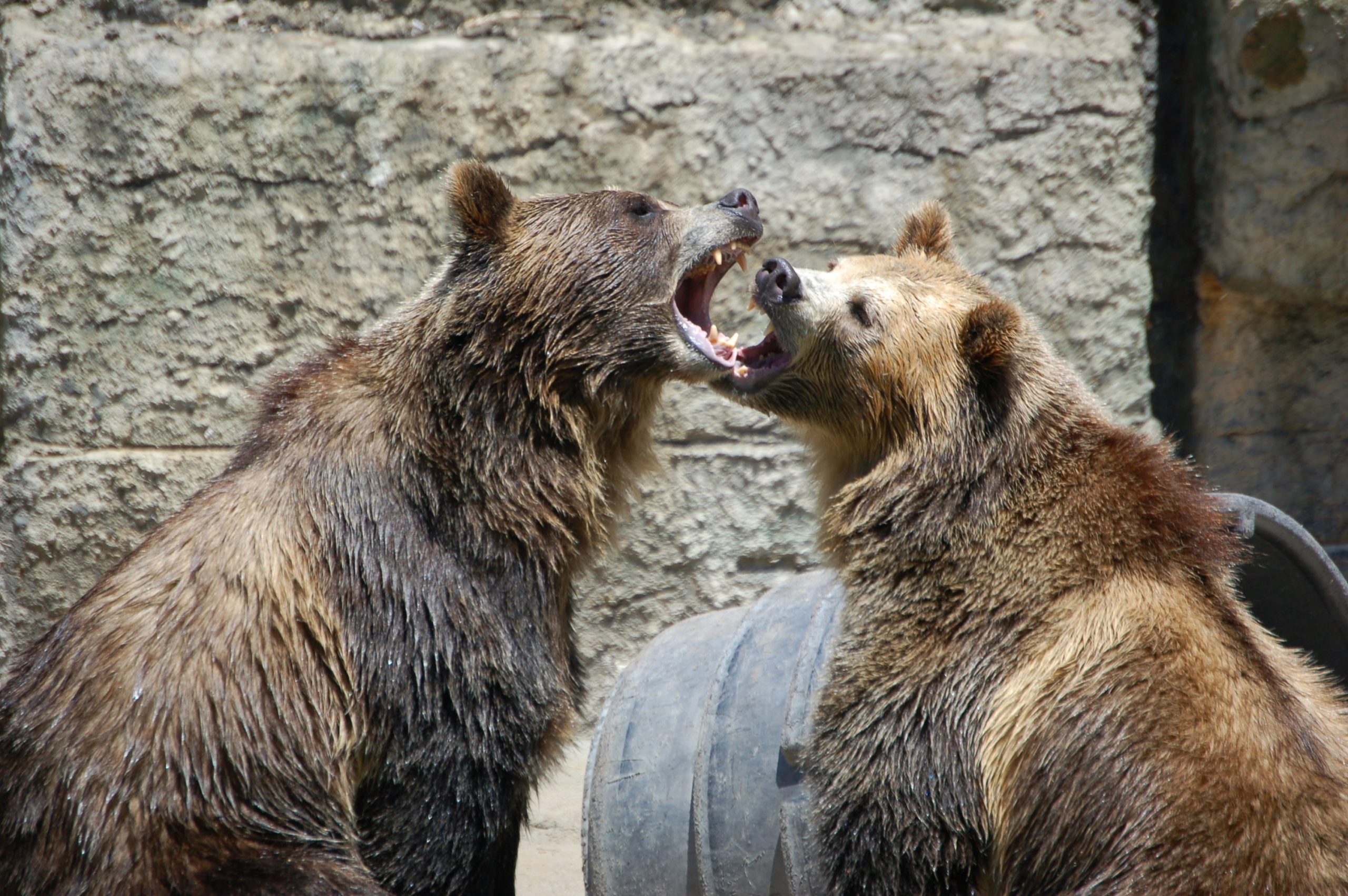 Grizzly Bears at San Francisco Zoo