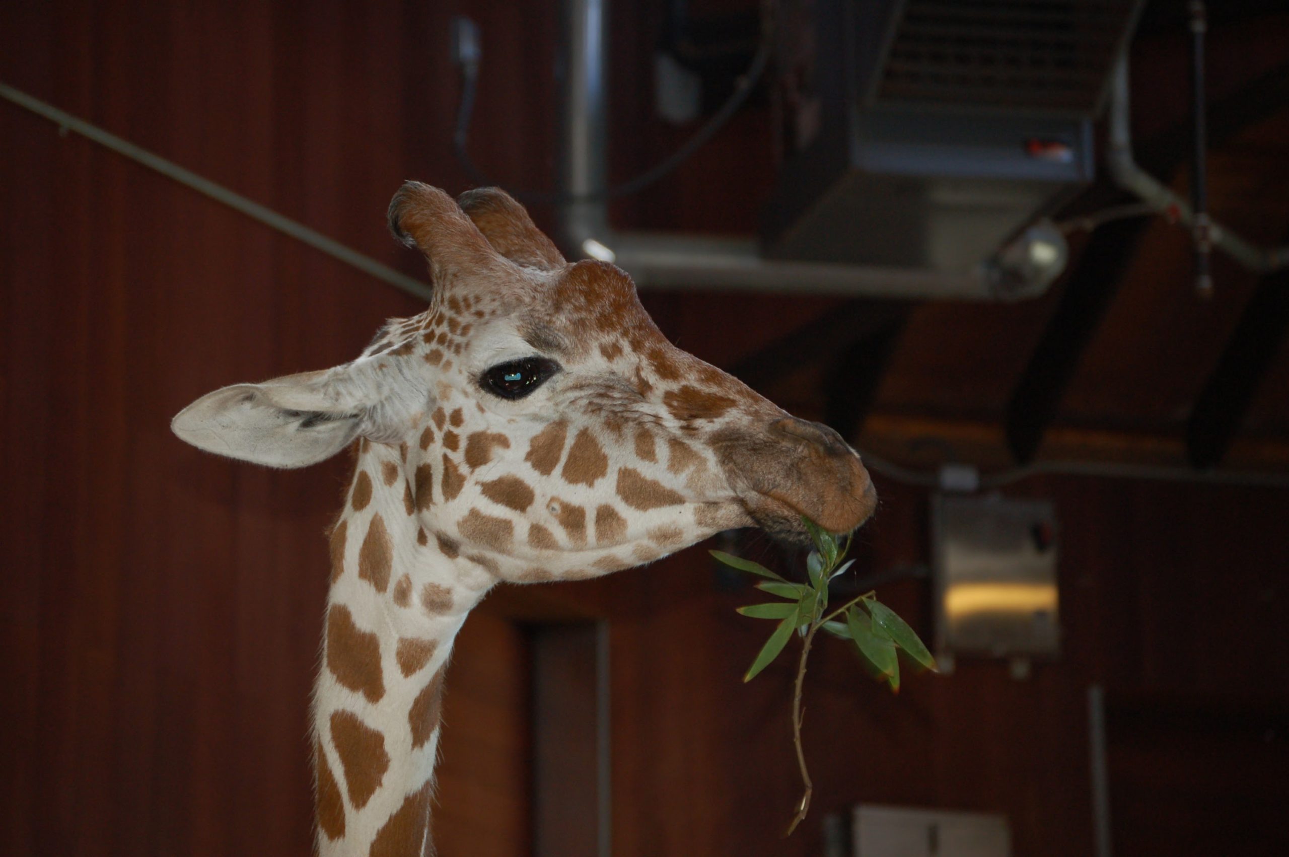 Giraffe at Feeding Time at San Francisco Zoo