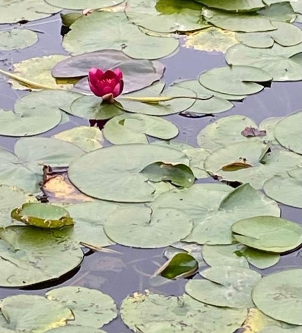 Water Lillies at Cliveden House - © lovetoeatandtravel.com