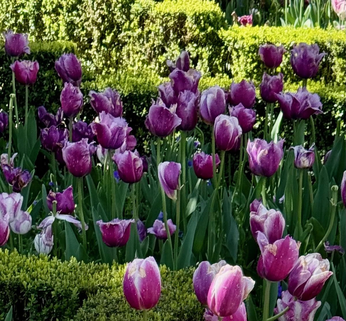 Purple and white tulips at Filoli Gardens - © lovetoeatandtravel.com