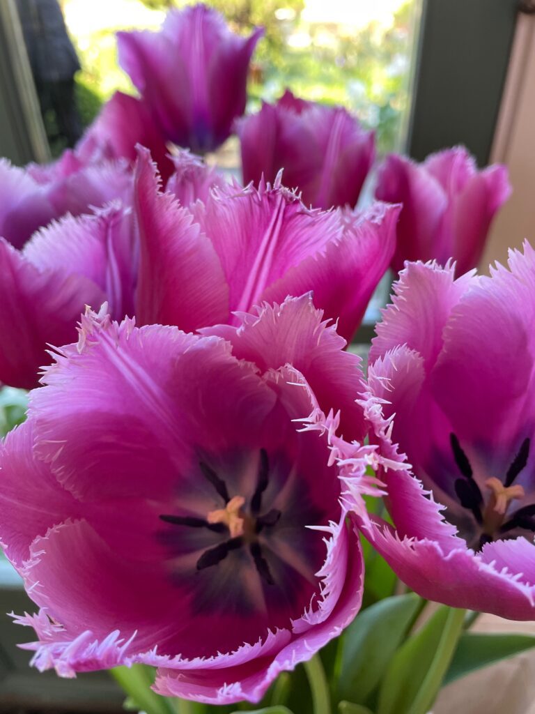 Purple tulips at Filoli Gardens - © lovetoeatandtravel.com