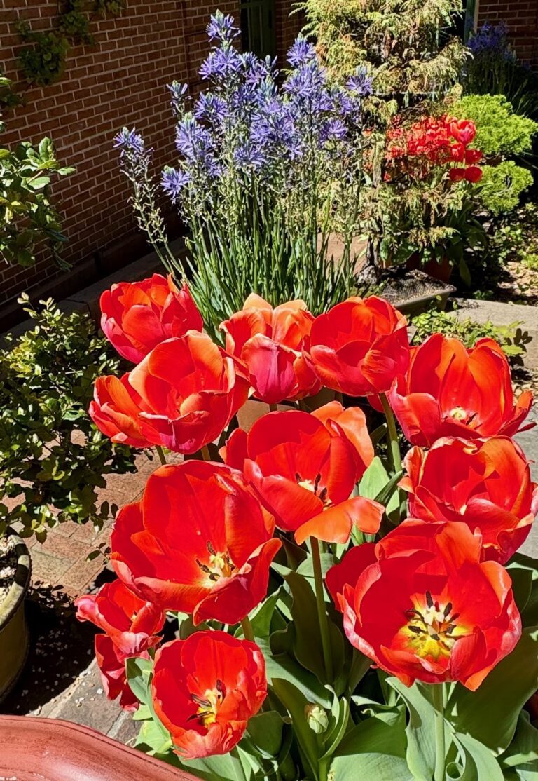 Red tulips at Filoli Gardens - © lovetoeatandtravel.com