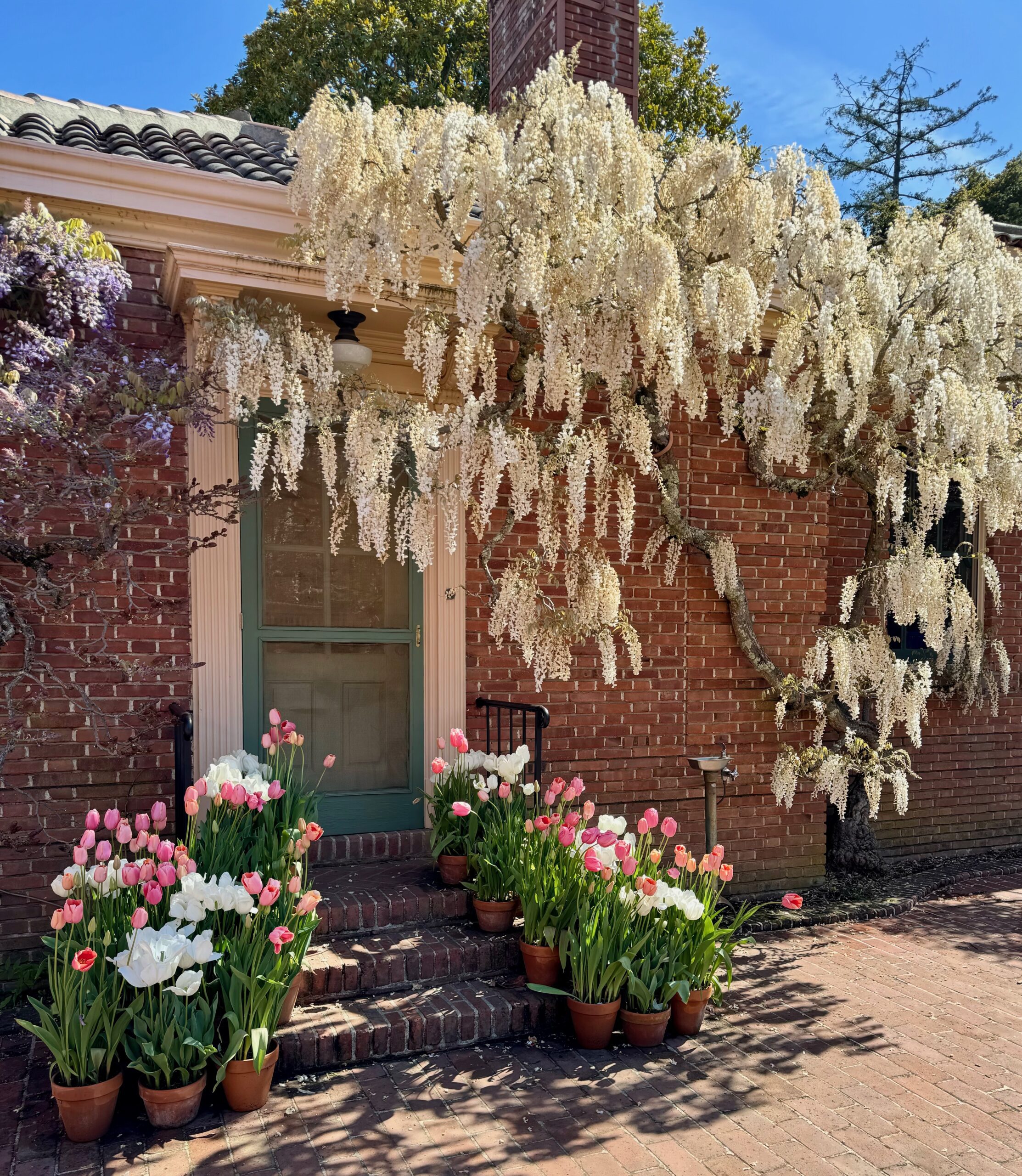 Wisteria, and pink and white tulips at Filoli Gardens - © lovetoeatandtravel.com
