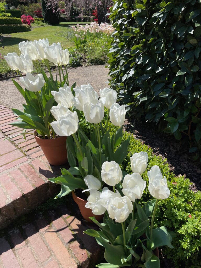 White tulips at Filoli Gardens - © lovetoeatandtravel.com