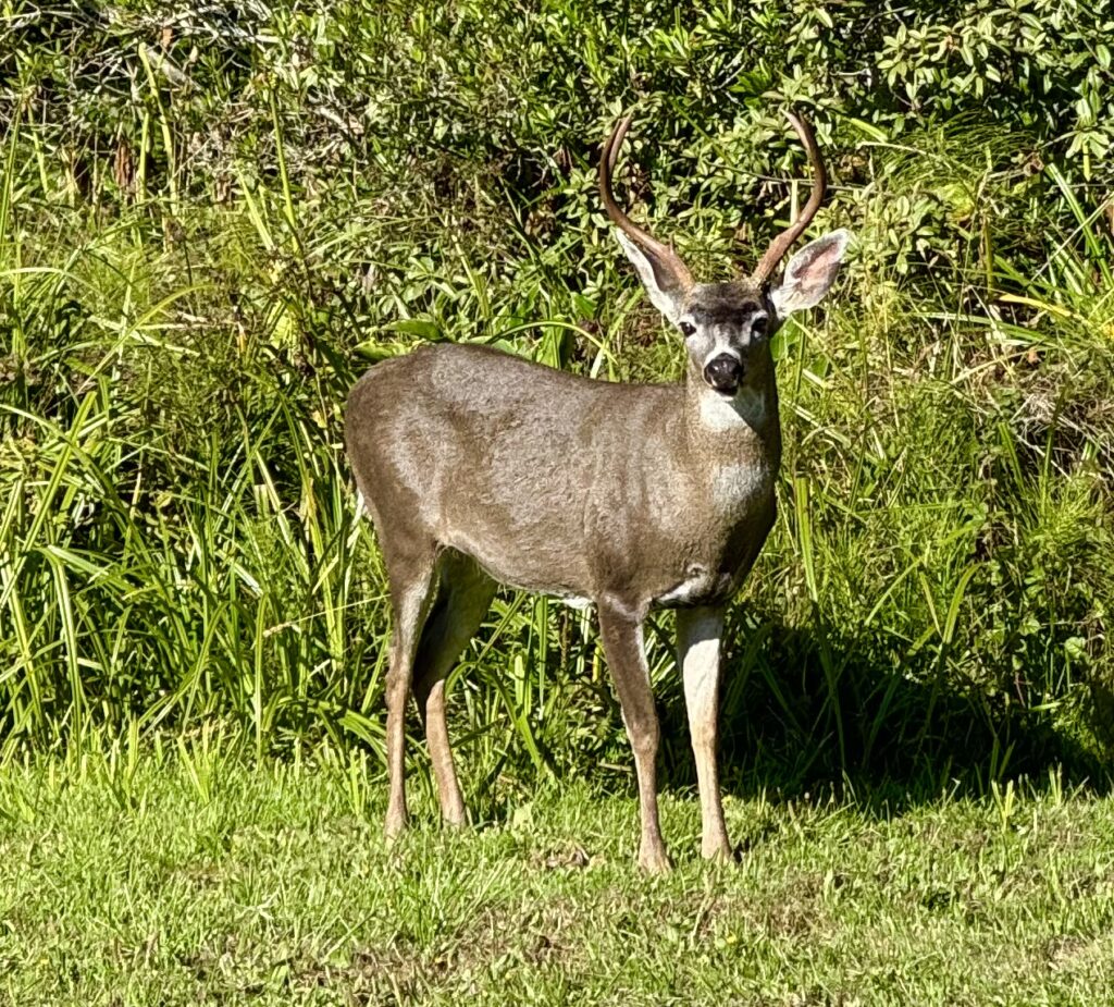 Deer greeted us at Brewery Gulch Inn & Spa - © lovetoeatandtravel.com