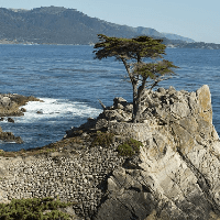 Lone Cypress Tree, Monterey, CA