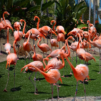 San Diego Zoo, San Diego, CA Flamingos